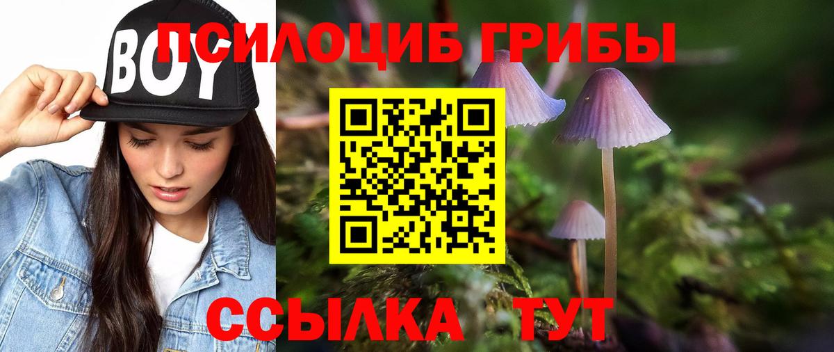 Тулун  что такое   Вход с VPN  Псилоцибиновые грибы Psilocybine cubensis 